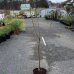 Mandľa trojlaločná (Prunus triloba) ´TERRY´, výška 150-180 cm, kont. C10L - NA KMIENKU